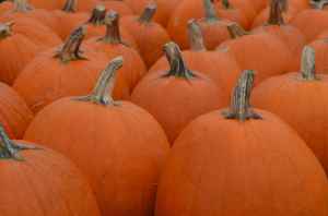 Big pumpkins